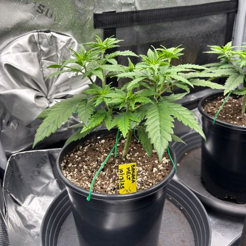Banana Melt growlog timeline photo