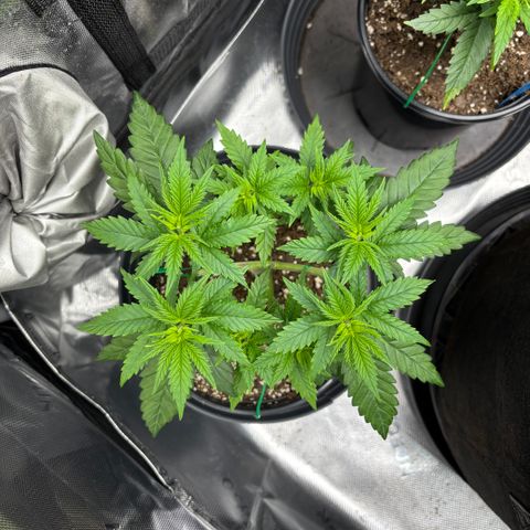Banana Melt growlog timeline photo