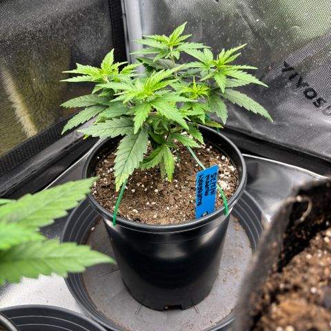 Blueberry Muffin growlog timeline photo
