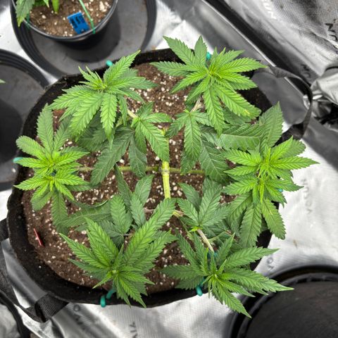 Chicken n’ Wafflez growlog timeline photo
