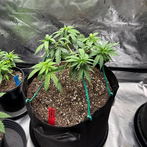 Chicken n’ Wafflez growlog timeline photo