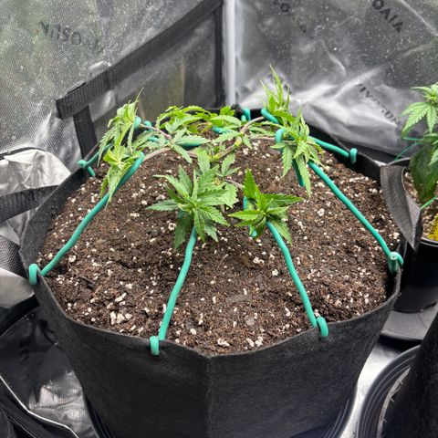 Blueberry Muffin growlog timeline photo