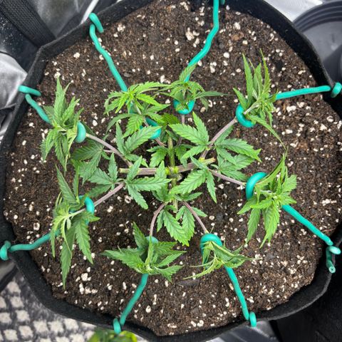 Blueberry Muffin growlog timeline photo