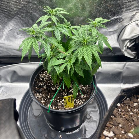 Banana Melt growlog timeline photo
