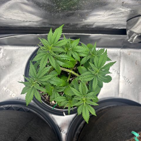 Banana Melt growlog timeline photo