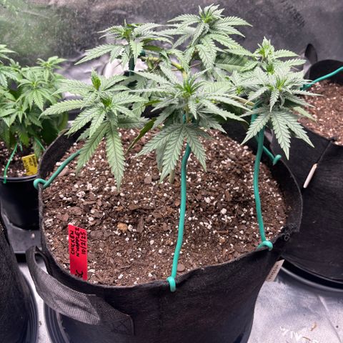 Chicken n’ Wafflez growlog timeline photo