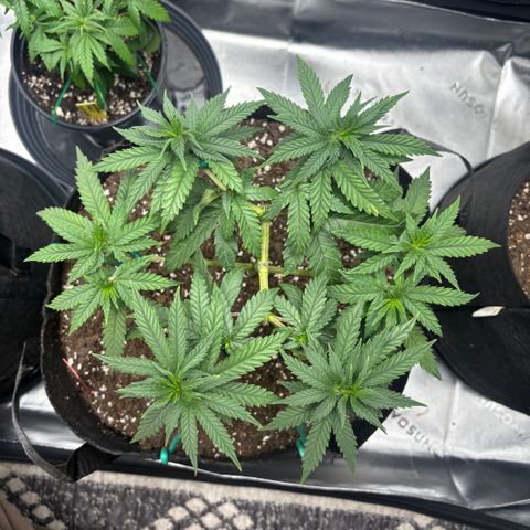 Chicken n’ Wafflez growlog timeline photo