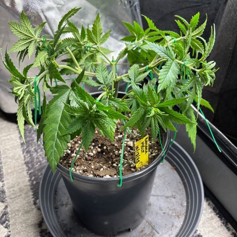 Banana Melt growlog timeline photo