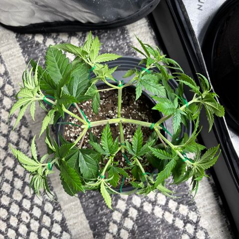 Banana Melt growlog timeline photo