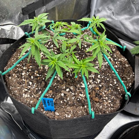 Blueberry Muffin growlog timeline photo