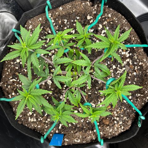 Blueberry Muffin growlog timeline photo