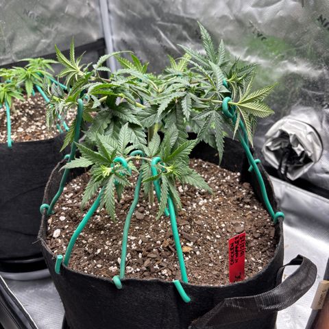 Chicken n’ Wafflez growlog timeline photo