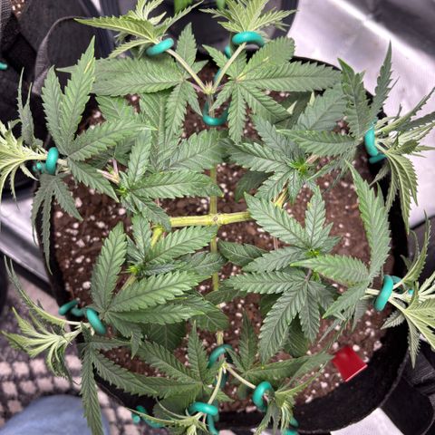 Chicken n’ Wafflez growlog timeline photo