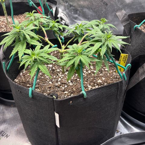 Banana Melt growlog timeline photo
