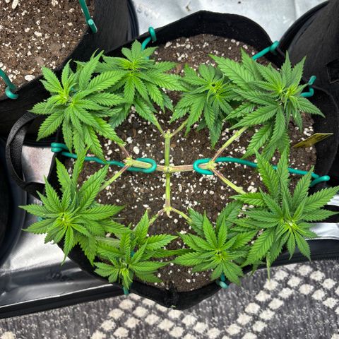 Banana Melt growlog timeline photo