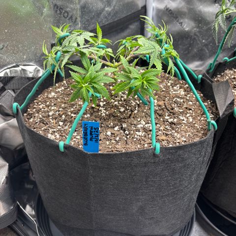 Blueberry Muffin growlog timeline photo