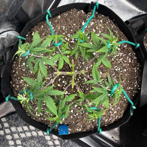 Blueberry Muffin growlog timeline photo