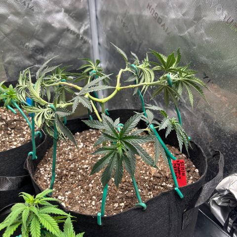 Chicken n’ Wafflez growlog timeline photo