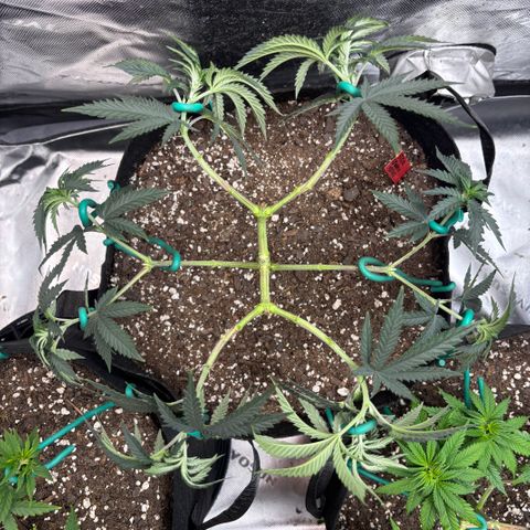 Chicken n’ Wafflez growlog timeline photo