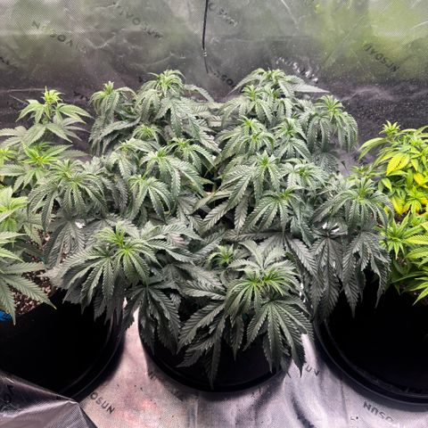 Chicken n’ Wafflez growlog timeline photo