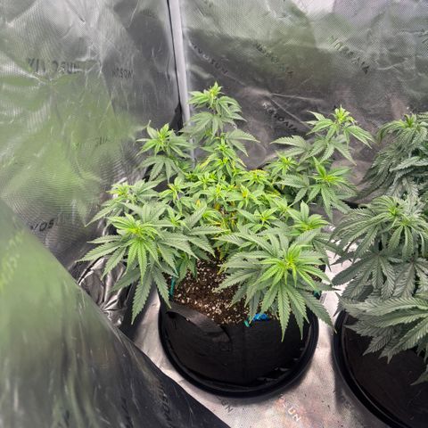 Blueberry Muffin growlog timeline photo