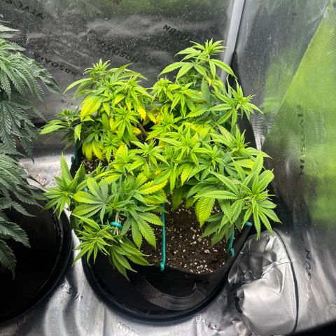 Banana Melt growlog timeline photo