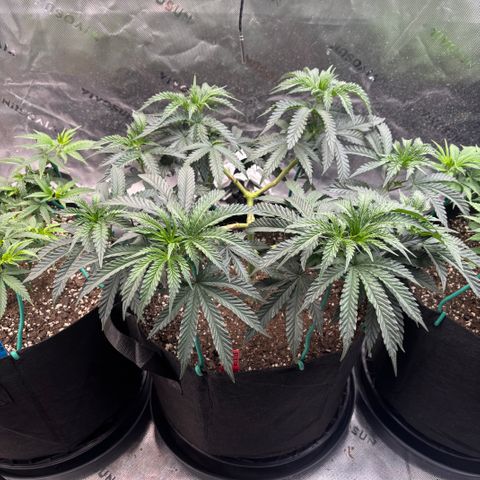 Chicken n’ Wafflez growlog timeline photo