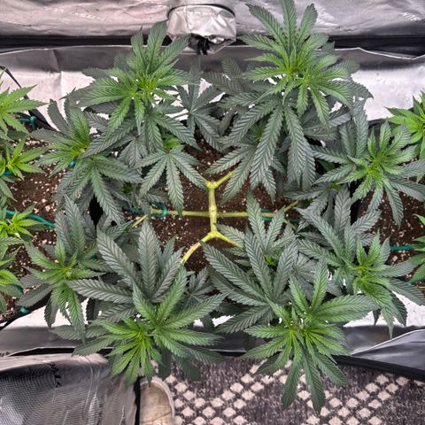 Chicken n’ Wafflez growlog timeline photo