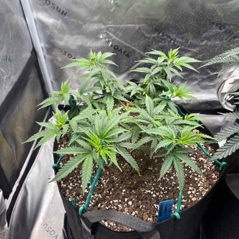 Blueberry Muffin growlog timeline photo