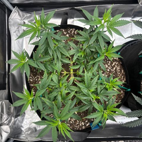 Blueberry Muffin growlog timeline photo