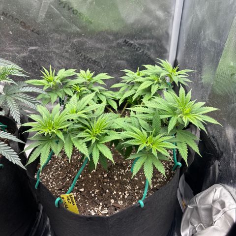Banana Melt growlog timeline photo
