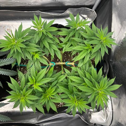 Banana Melt growlog timeline photo
