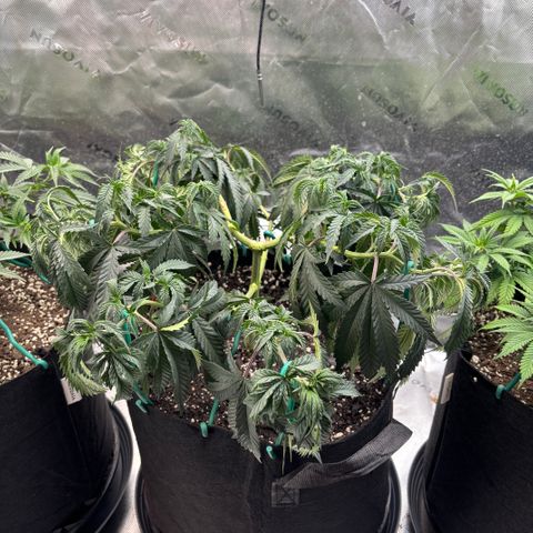 Chicken n’ Wafflez growlog timeline photo