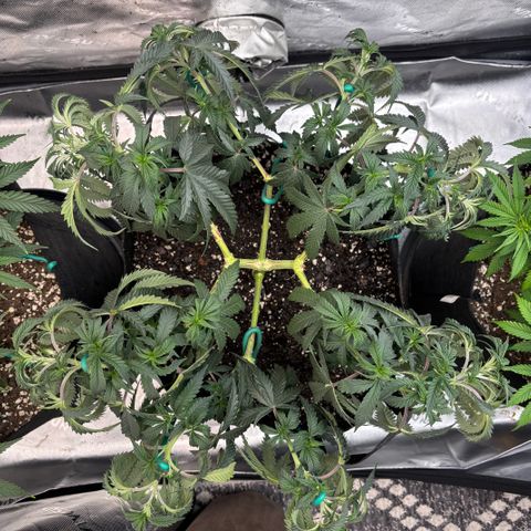 Chicken n’ Wafflez growlog timeline photo