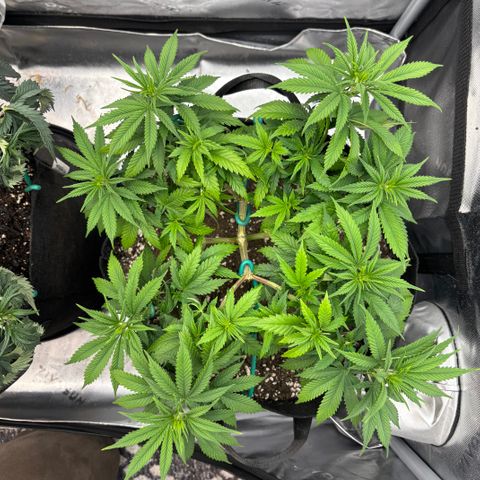 Banana Melt growlog timeline photo