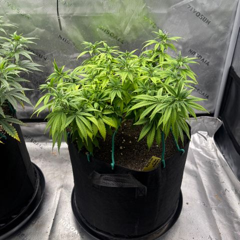 Banana Melt growlog timeline photo
