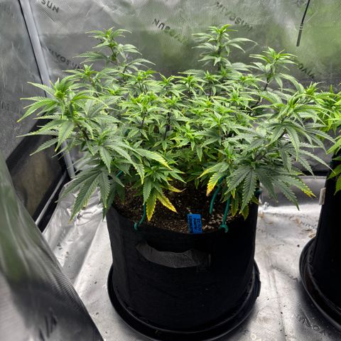 Blueberry Muffin growlog timeline photo