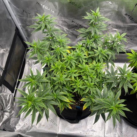 Blueberry Muffin growlog timeline photo