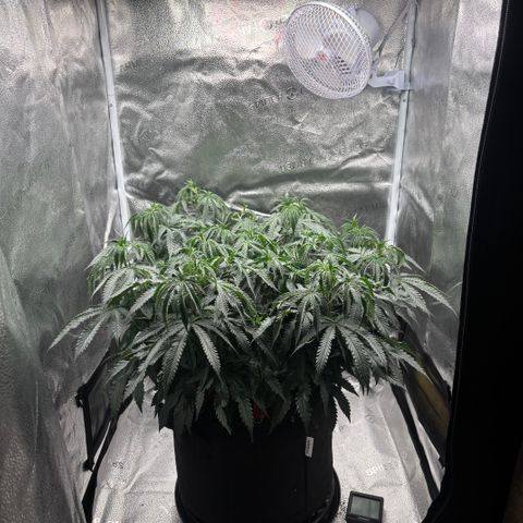 Chicken n’ Wafflez growlog timeline photo