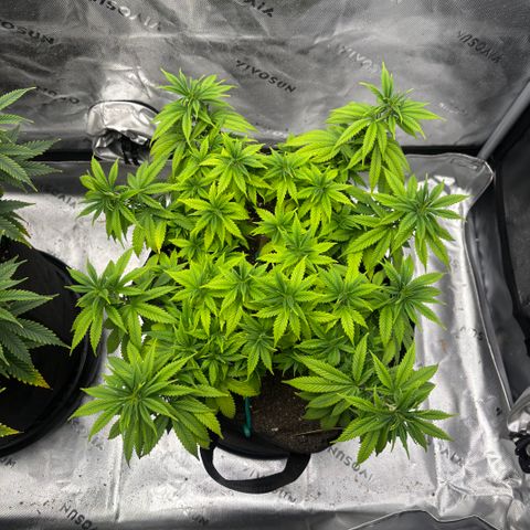 Banana Melt growlog timeline photo