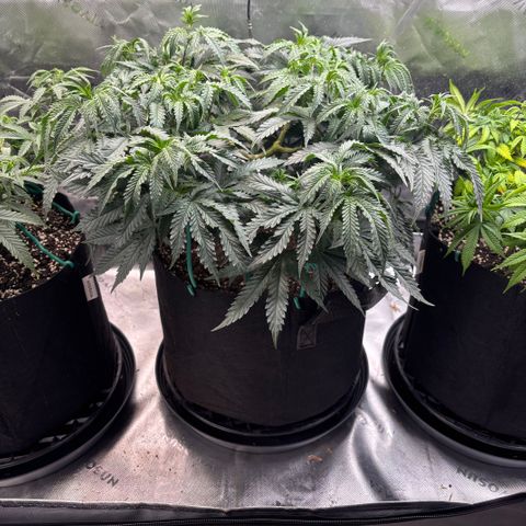 Chicken n’ Wafflez growlog timeline photo
