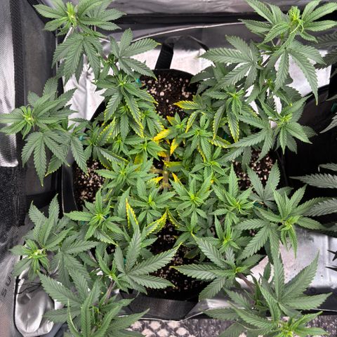 Blueberry Muffin growlog timeline photo