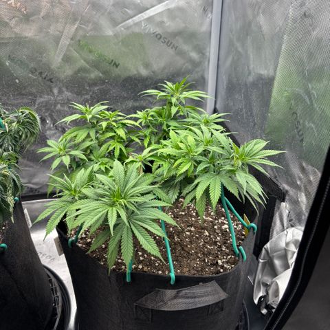 Banana Melt growlog timeline photo