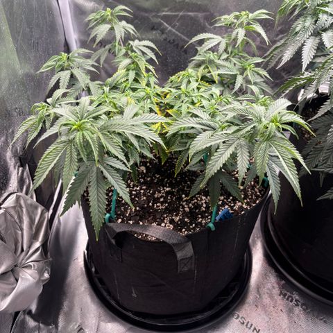 Blueberry Muffin growlog timeline photo