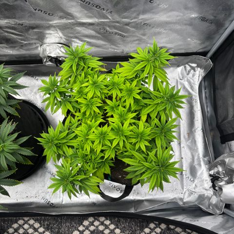 Banana Melt growlog timeline photo