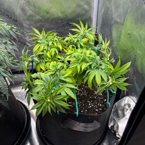 Banana Melt growlog timeline photo