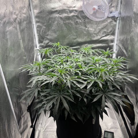 Chicken n’ Wafflez growlog timeline photo