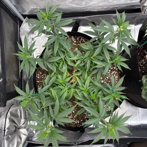 Blueberry Muffin growlog timeline photo