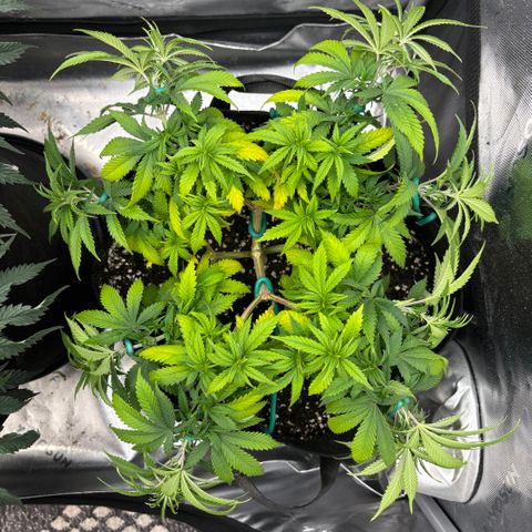 Banana Melt growlog timeline photo
