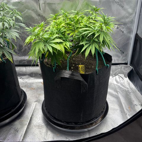 Banana Melt growlog timeline photo
